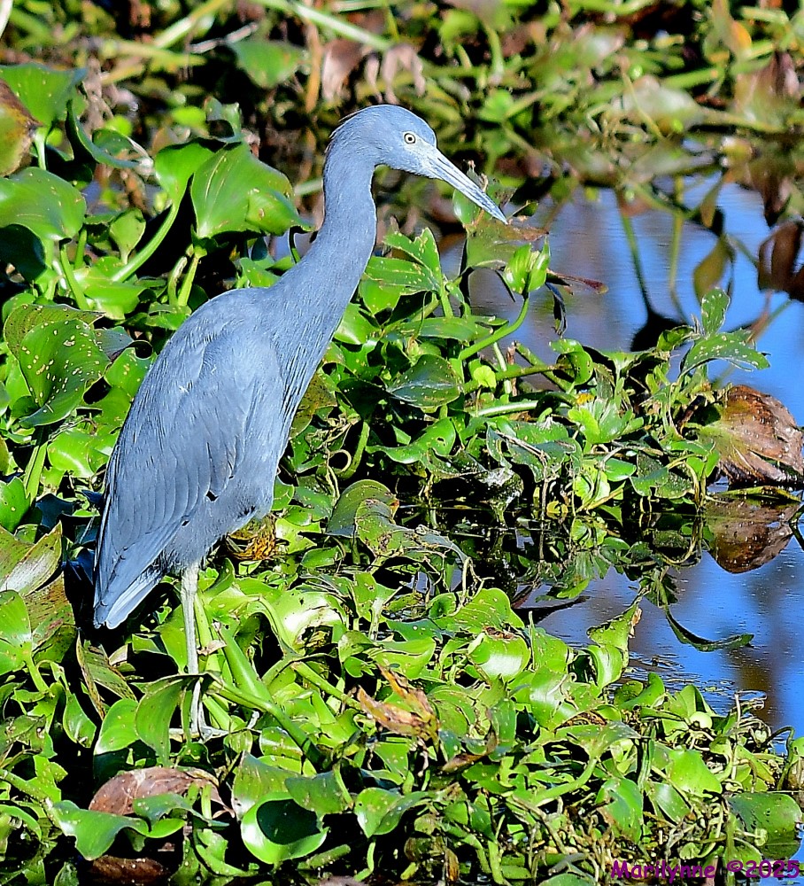 DSC_9869_001.JPG