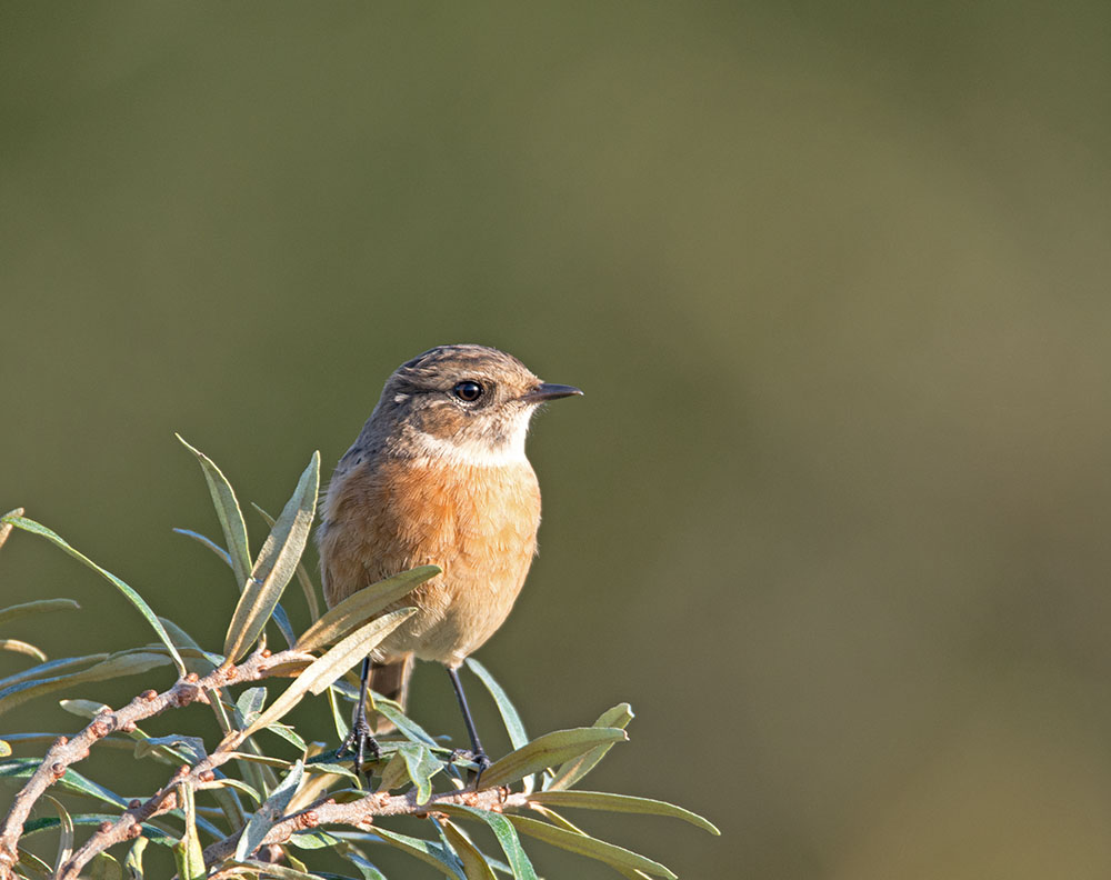 DSC_9871.jpg