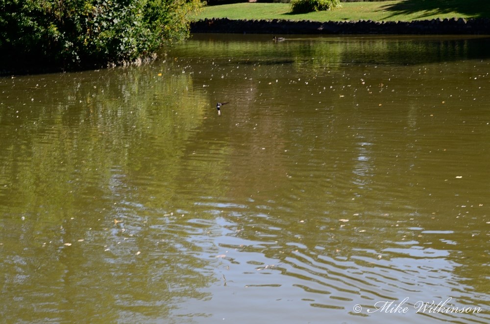 DSC_9872.JPG