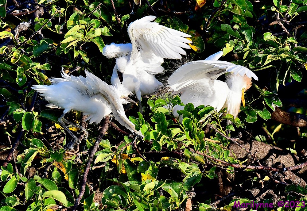 DSC_9872_001.JPG