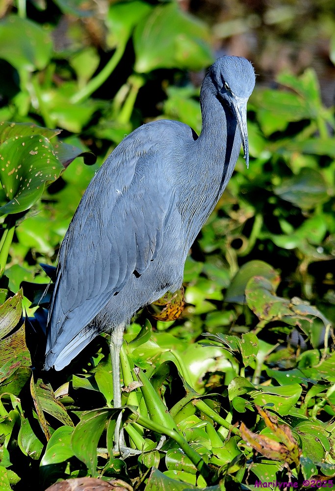 DSC_9872_001.JPG