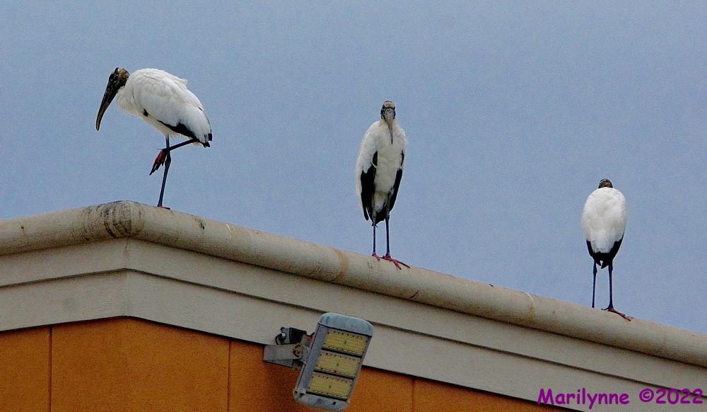 DSC_9873_001.JPG