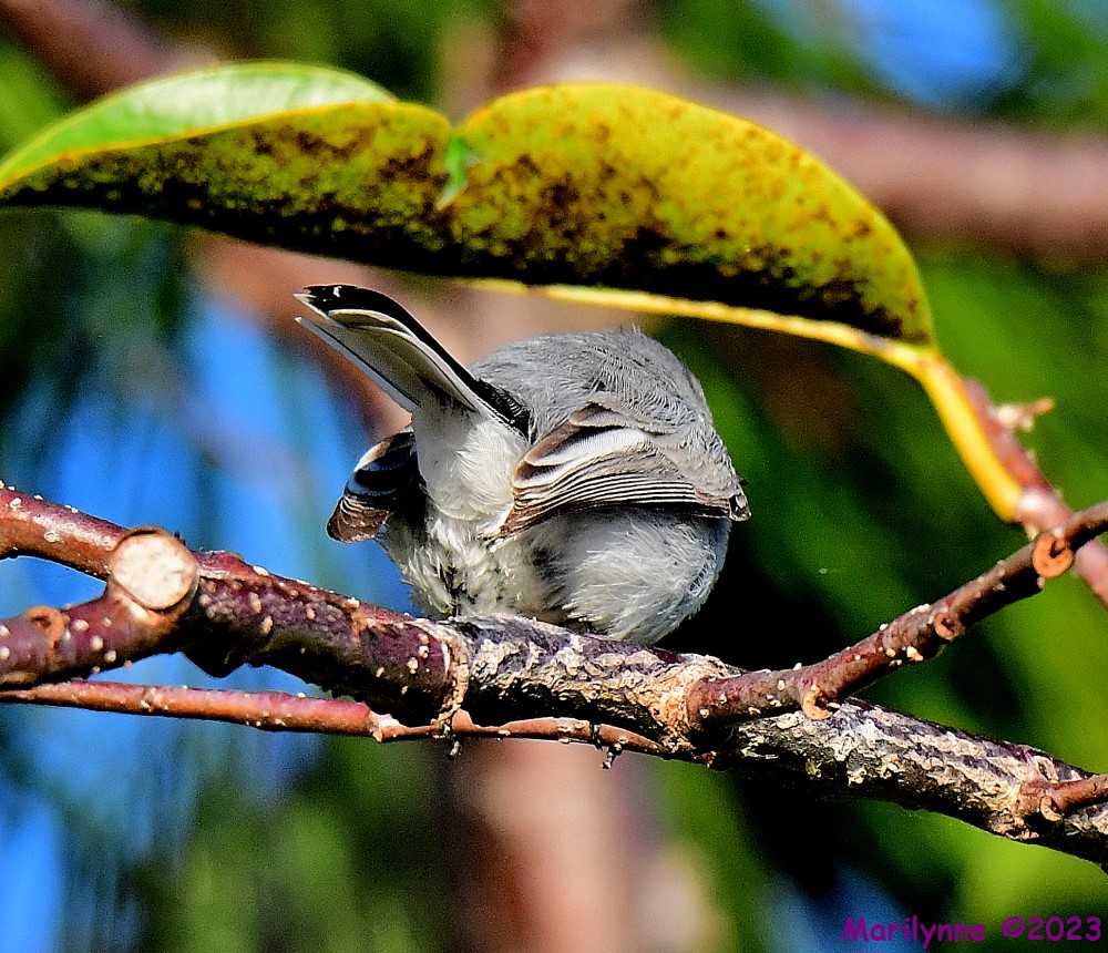 DSC_9873_001.JPG