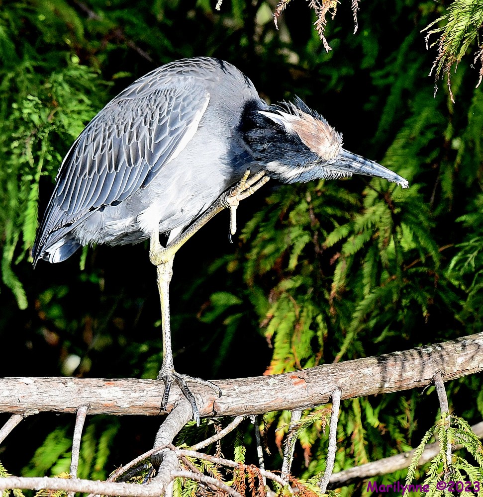 DSC_9873_001.JPG