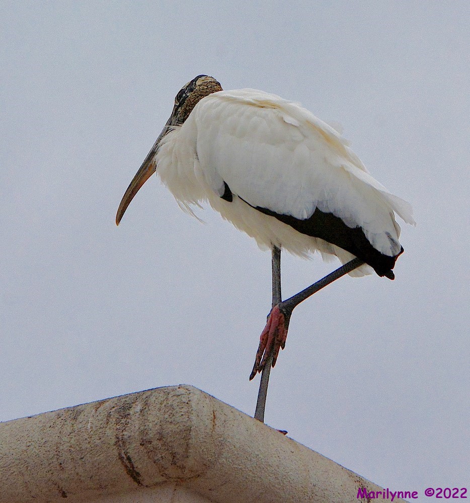 DSC_9875_001.JPG