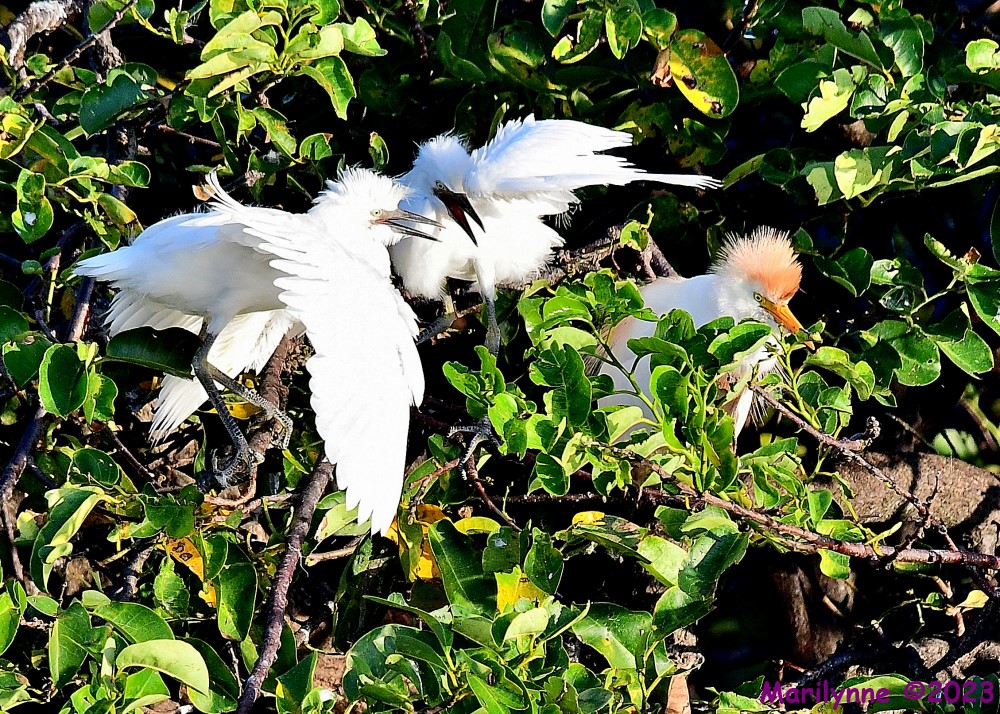 DSC_9878_001.JPG
