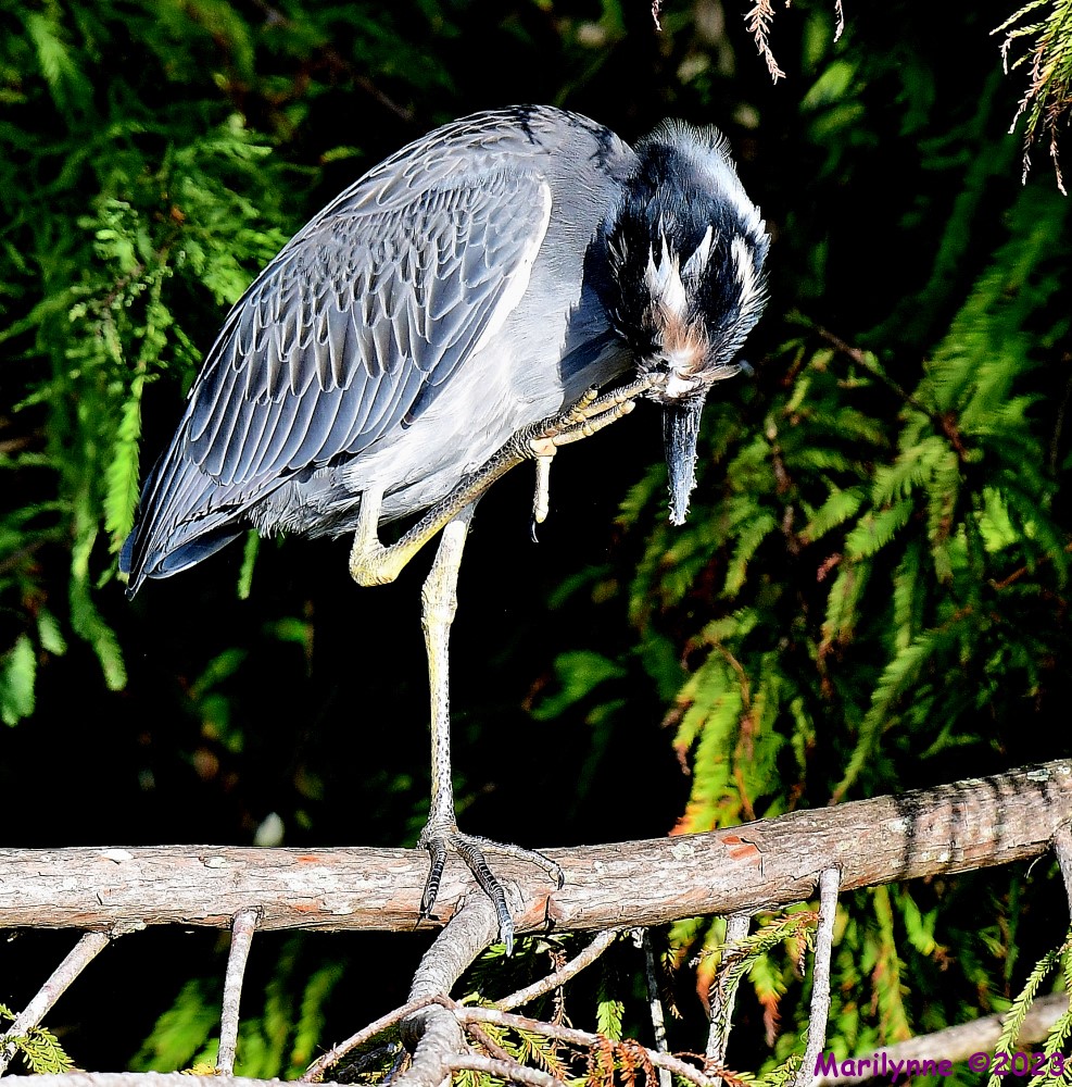 DSC_9879_001.JPG