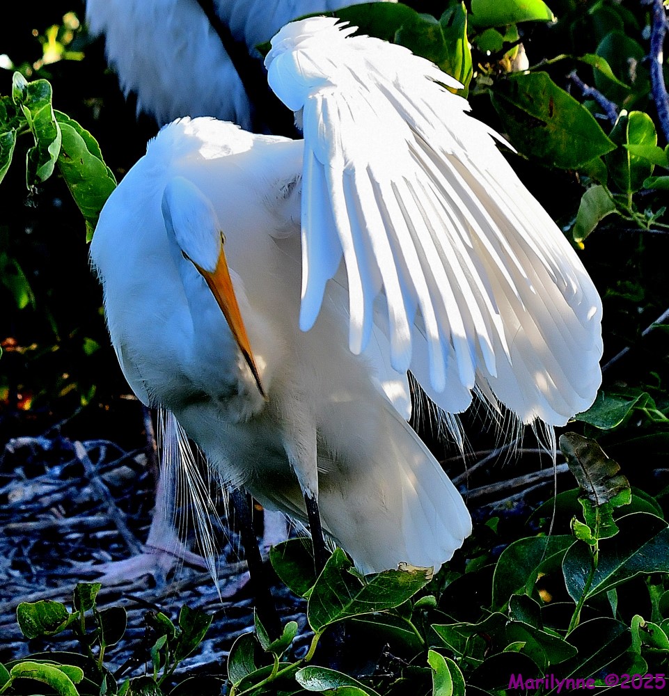 DSC_9879_001.JPG