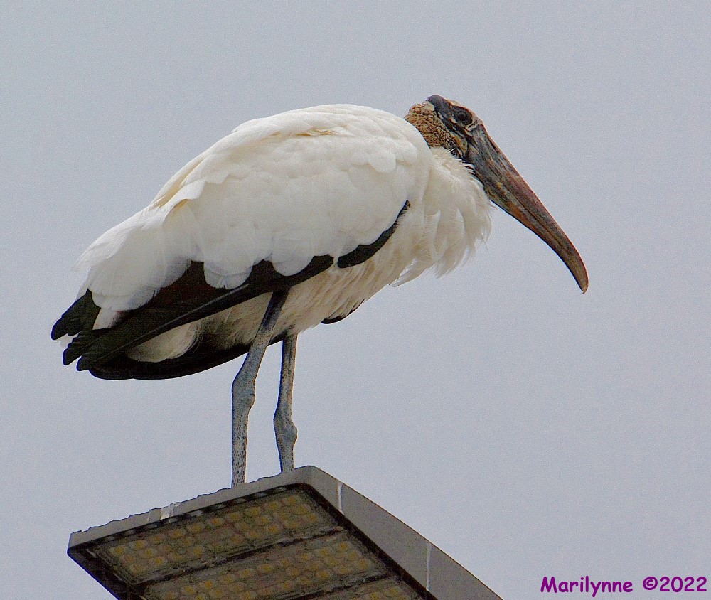 DSC_9880_001.JPG