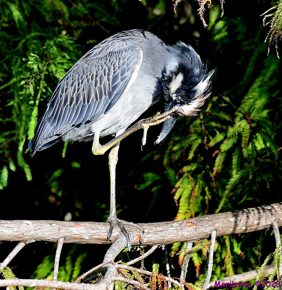 DSC_9880_001.JPG