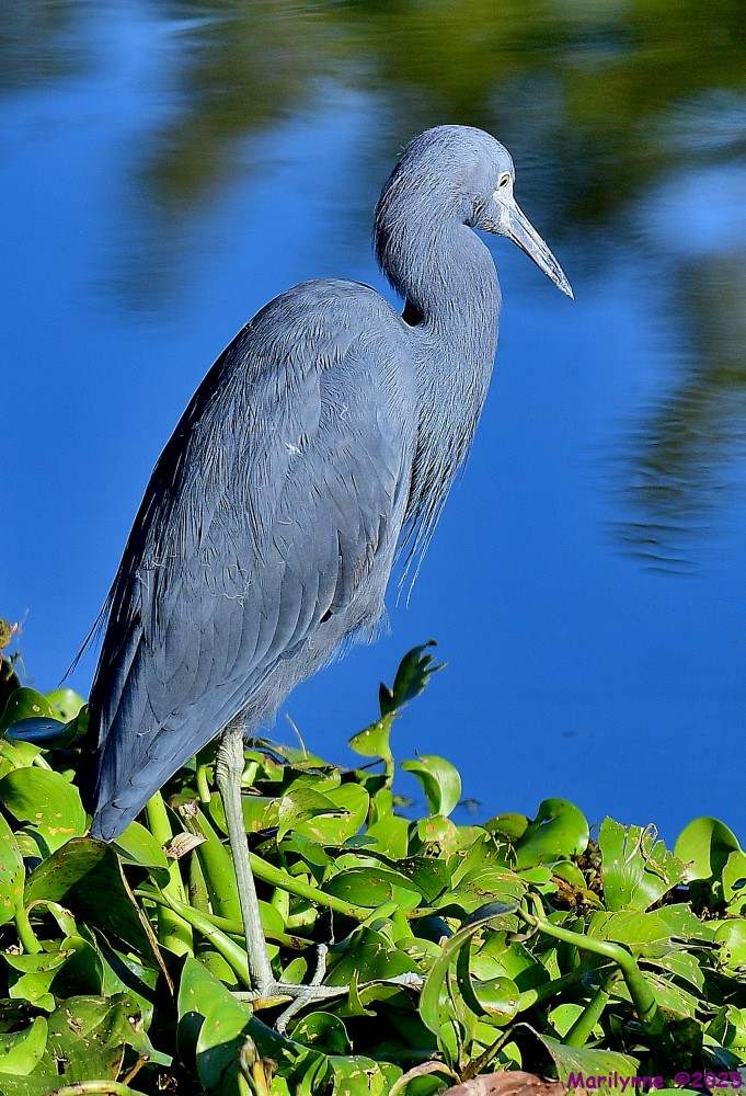 DSC_9880_001.JPG
