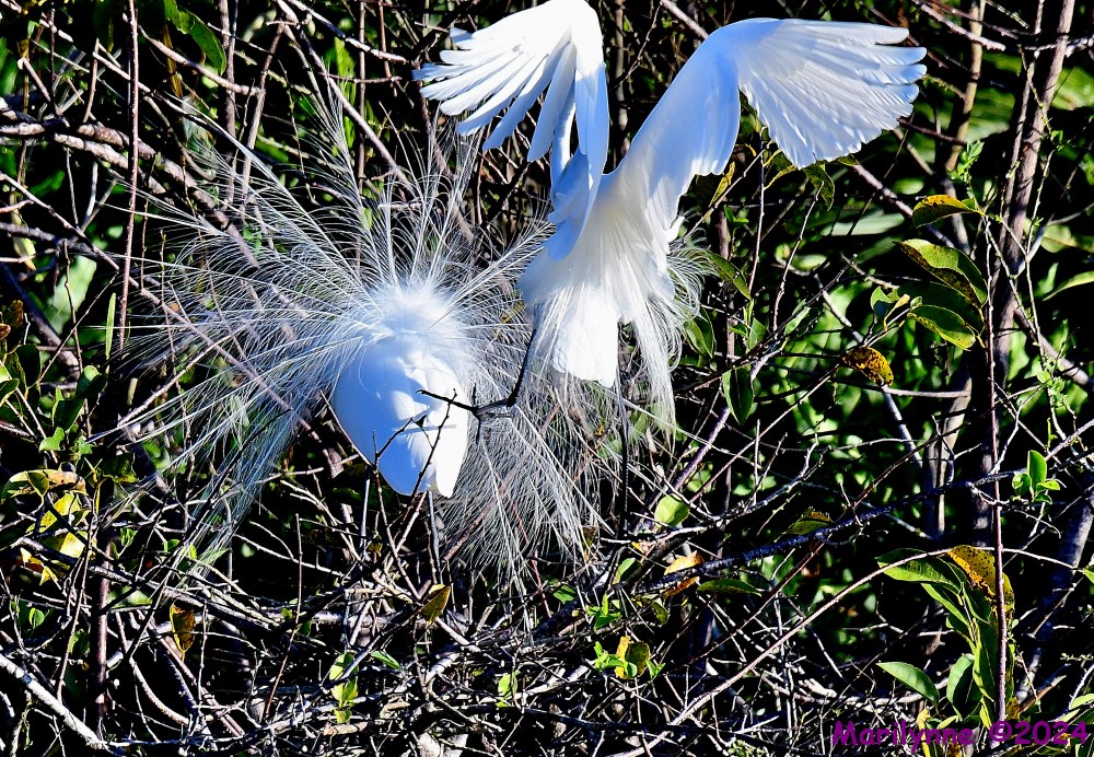 DSC_9883_001.JPG