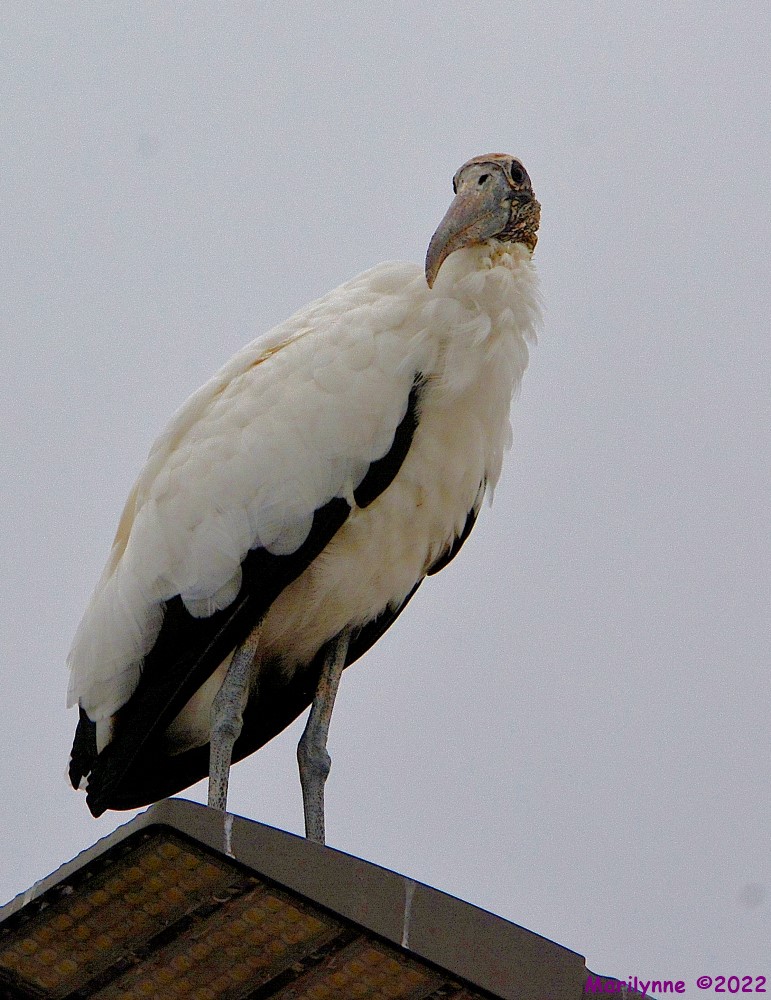 DSC_9884_001.JPG