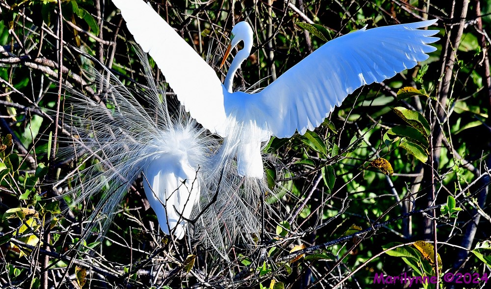 DSC_9884_001.JPG