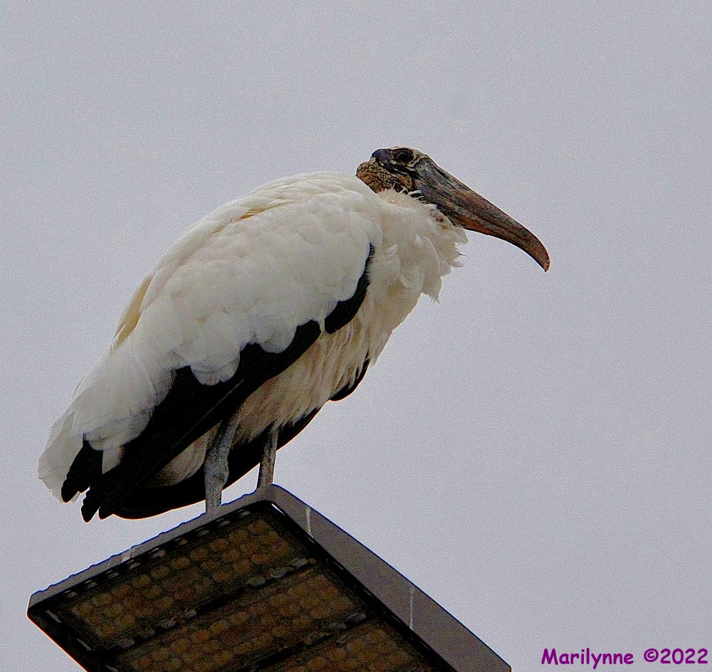 DSC_9885_001.JPG