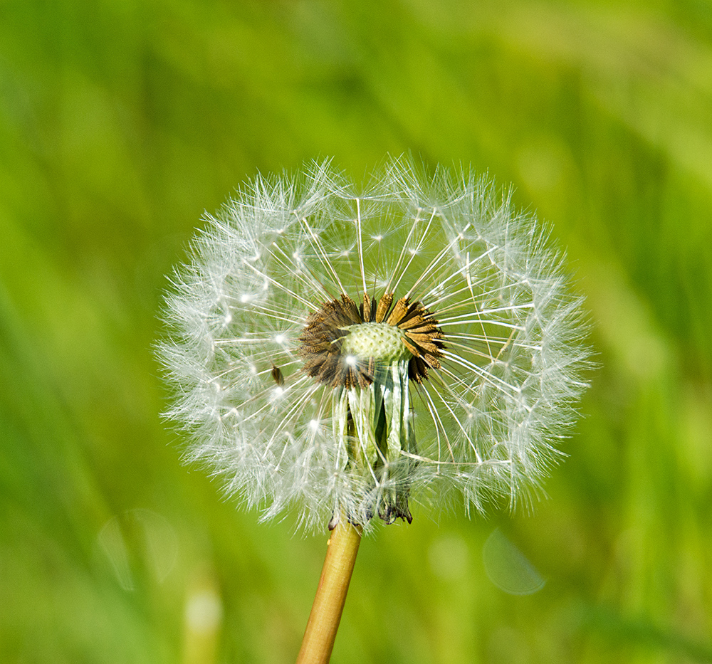 DSC_9887.jpg