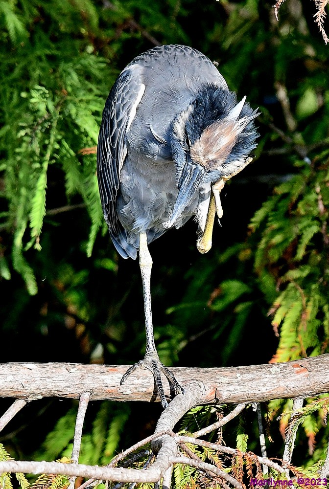 DSC_9889_001.JPG