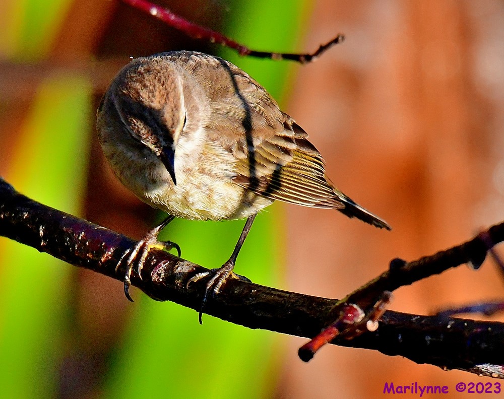 DSC_9890_001.JPG