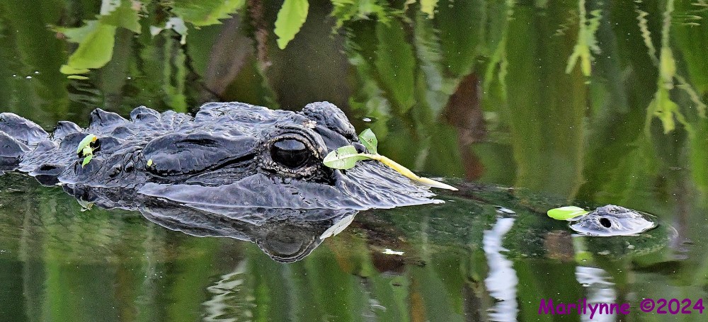 DSC_9890_001.JPG
