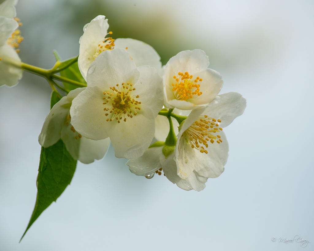 DSC_9891.jpg