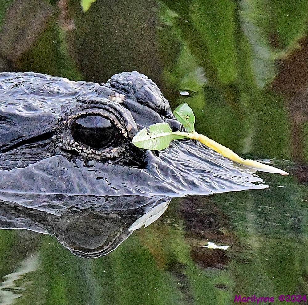 DSC_9891_001.JPG