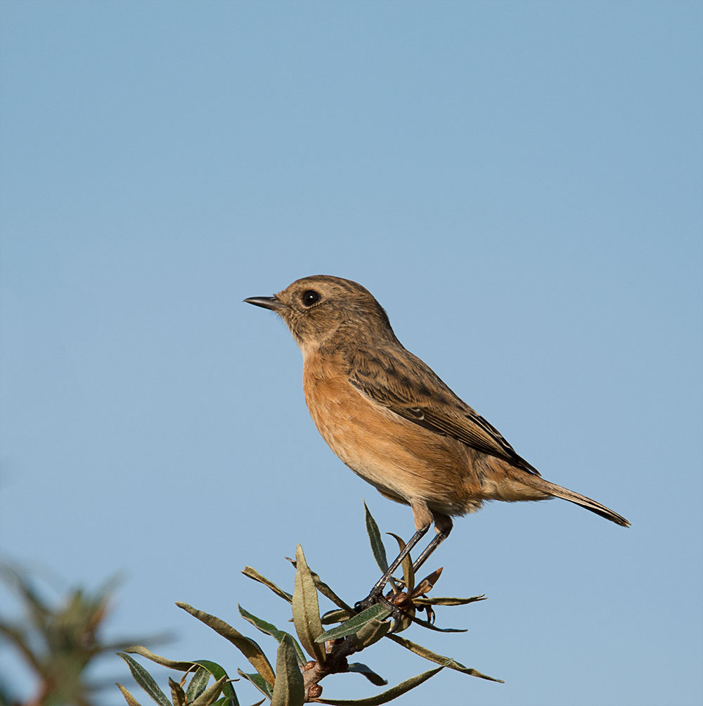 DSC_9893.jpg