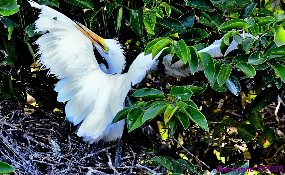 DSC_9893_001.JPG