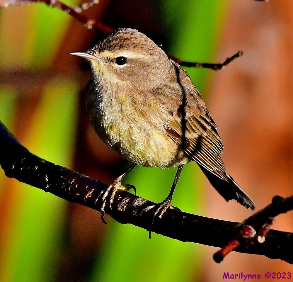 DSC_9894_001.JPG