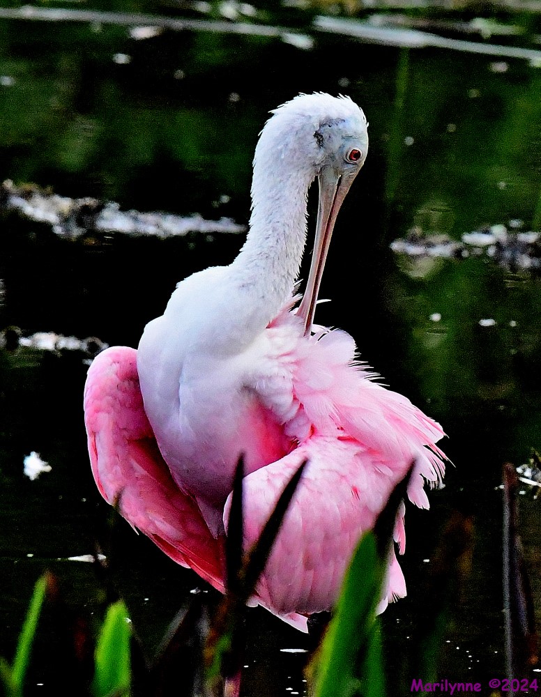 DSC_9894_001.JPG
