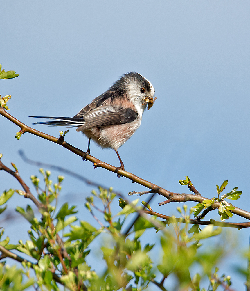 DSC_9895.jpg