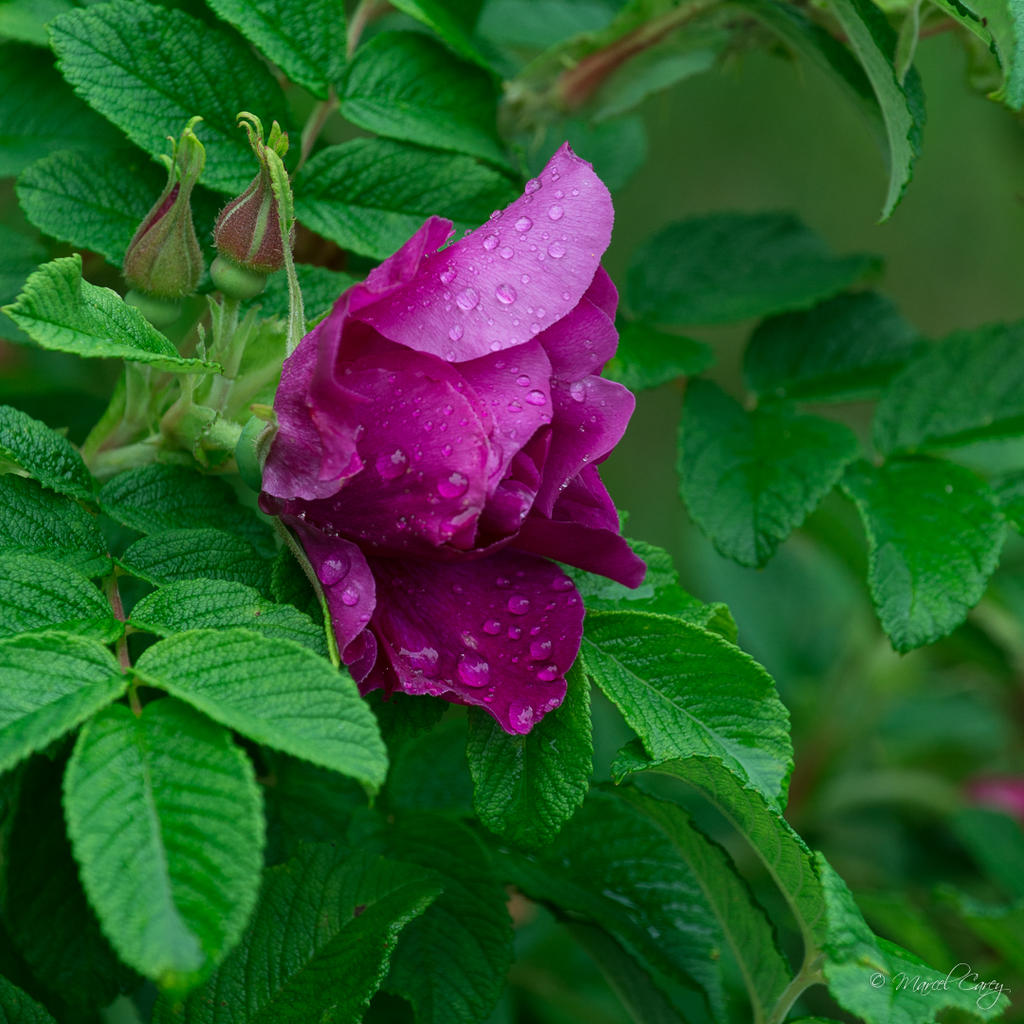 DSC_9895.jpg