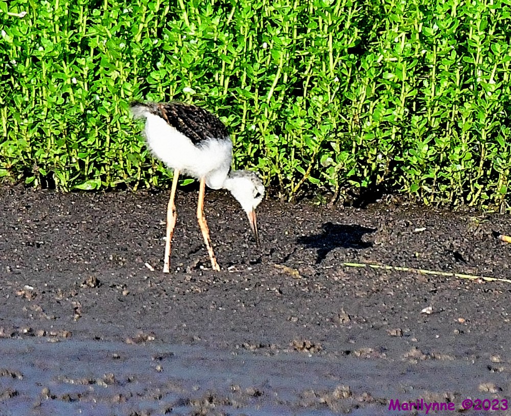 DSC_9895_001.JPG