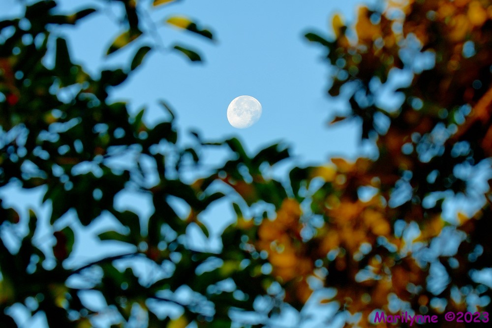 DSC_9897_001.JPG