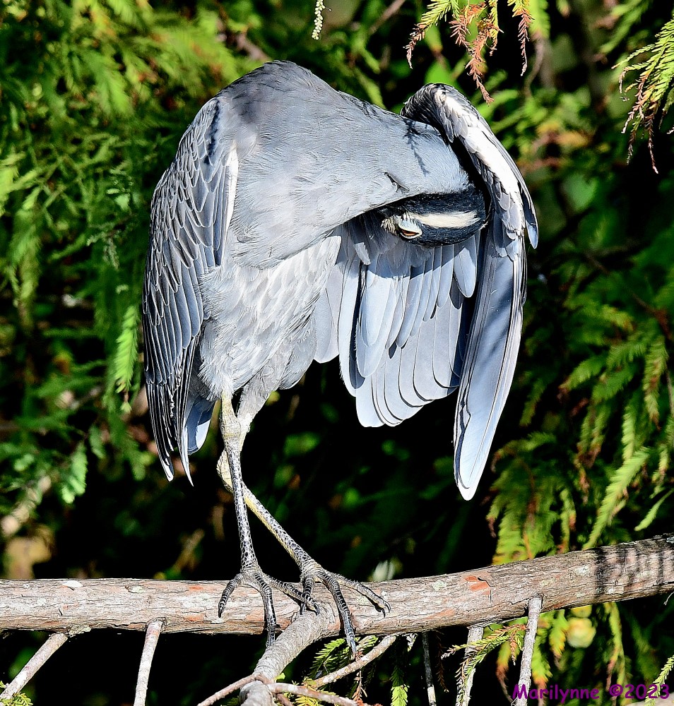 DSC_9897_001.JPG