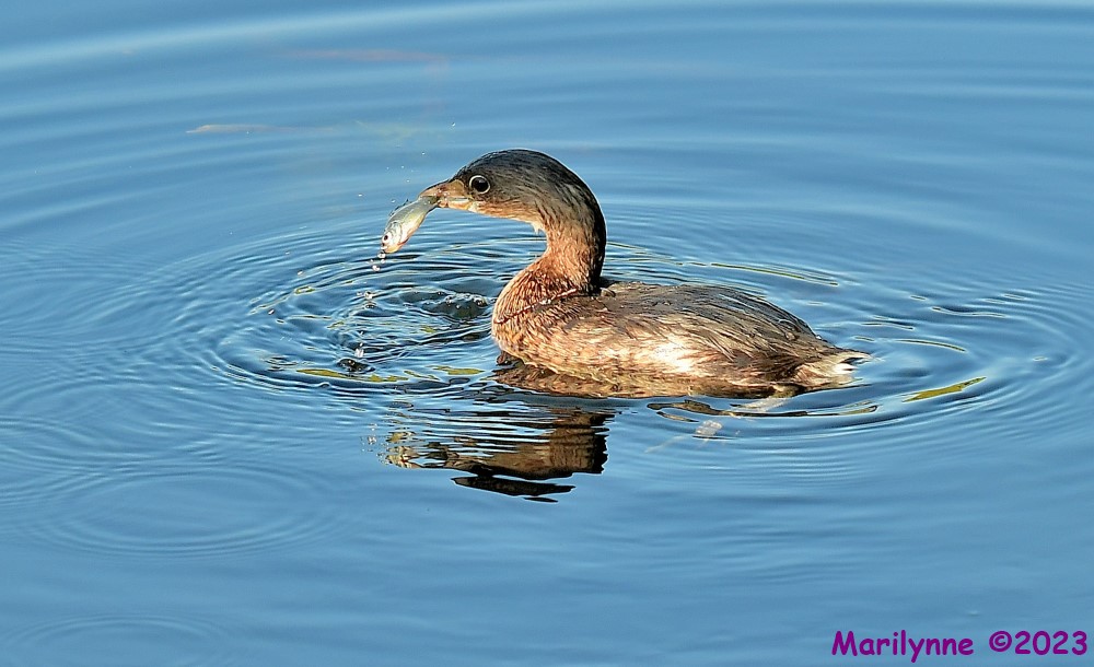 DSC_9900_001.JPG