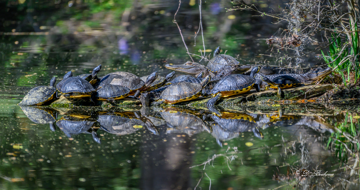 DSC_9902-Pano.jpg