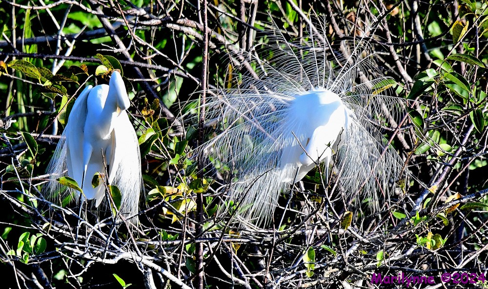 DSC_9902_001.JPG