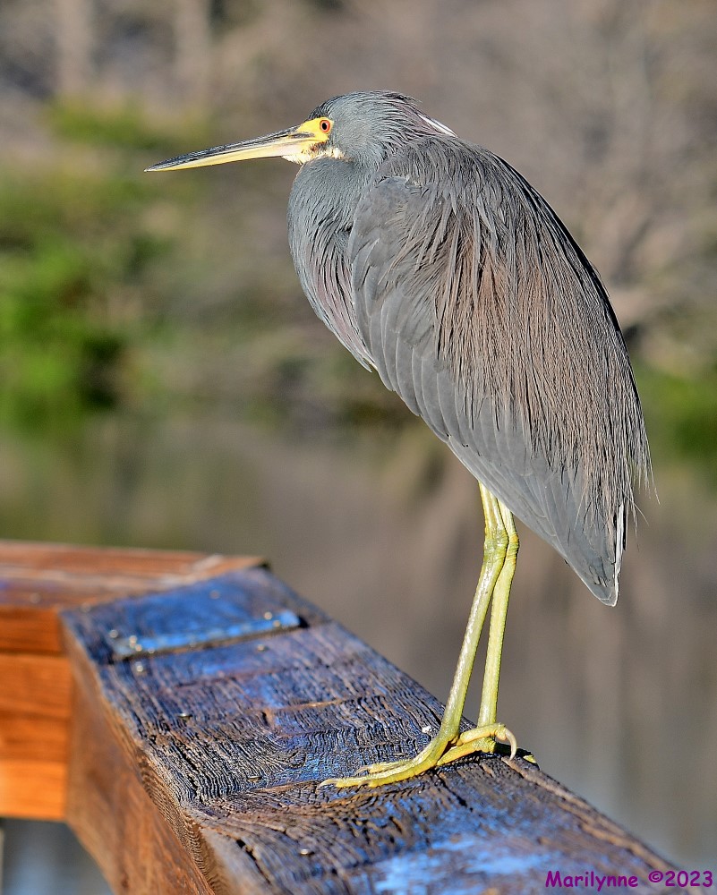 DSC_9904_001.JPG