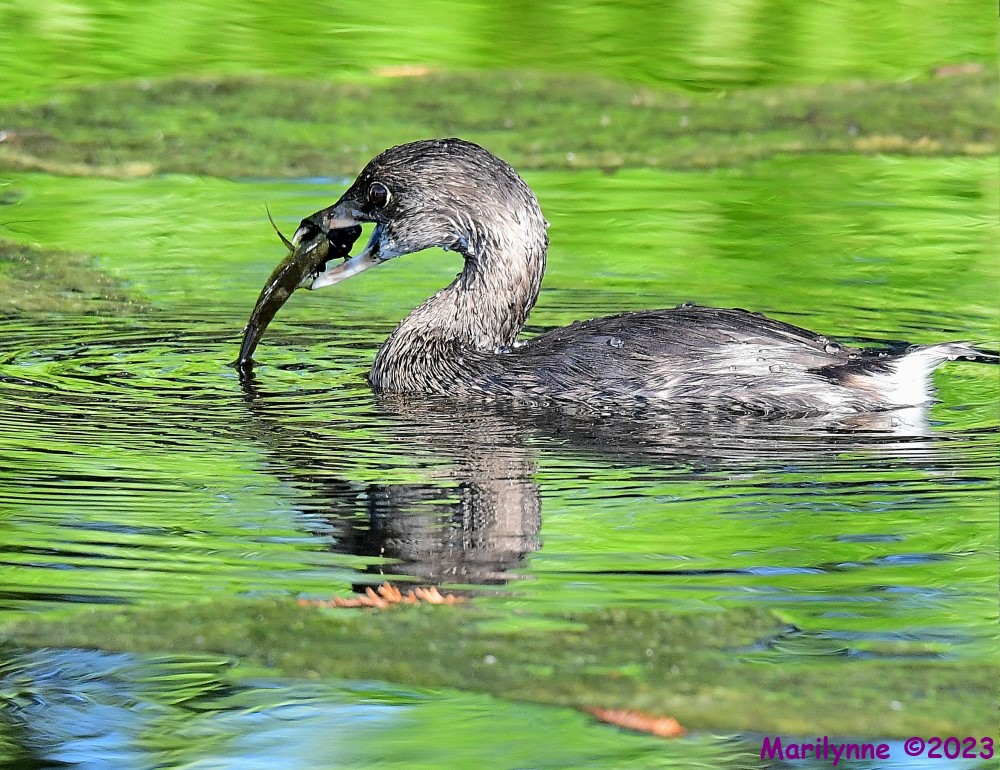 DSC_9904_001.JPG