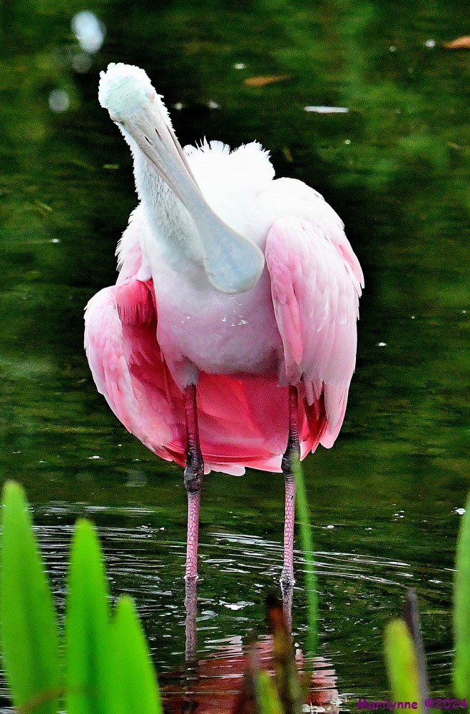 DSC_9904_001.JPG