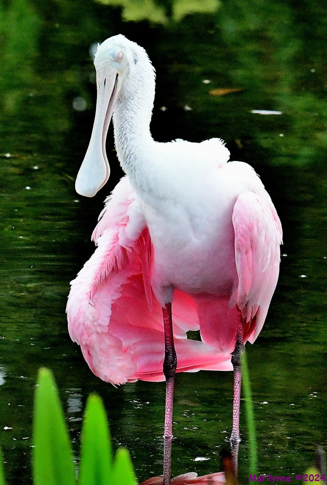 DSC_9905_001.JPG