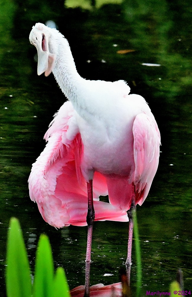 DSC_9906_001.JPG