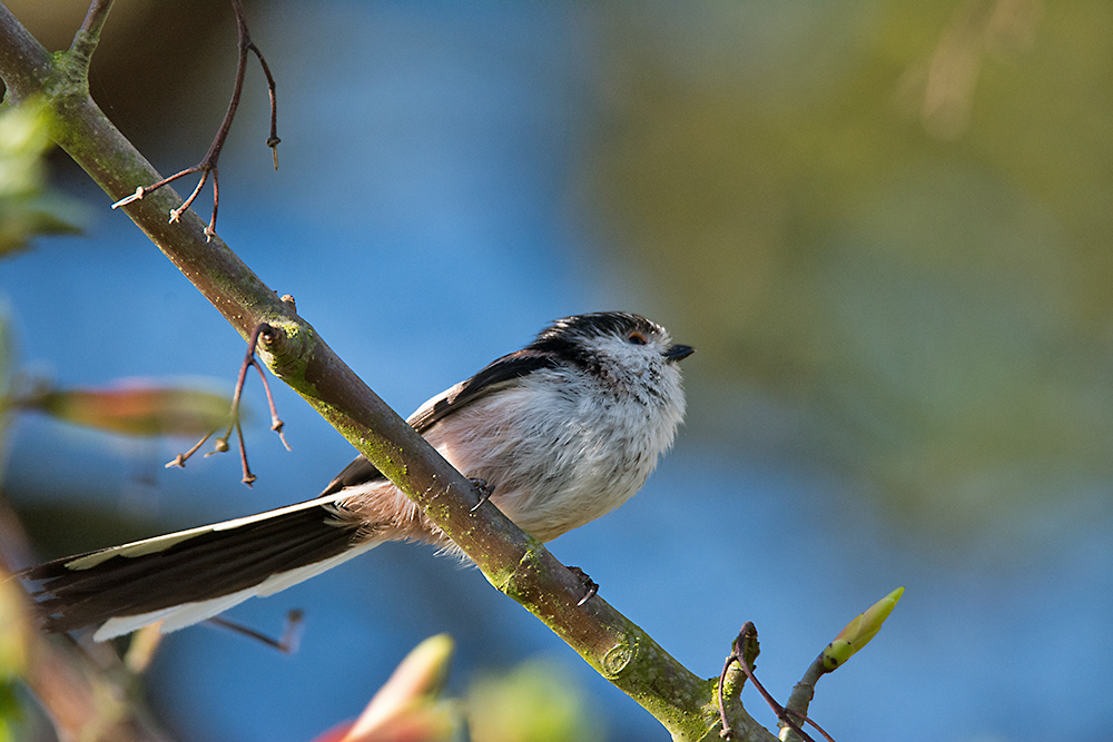 DSC_9907.jpg