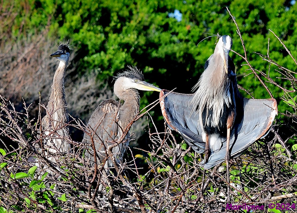 DSC_9907_001.JPG