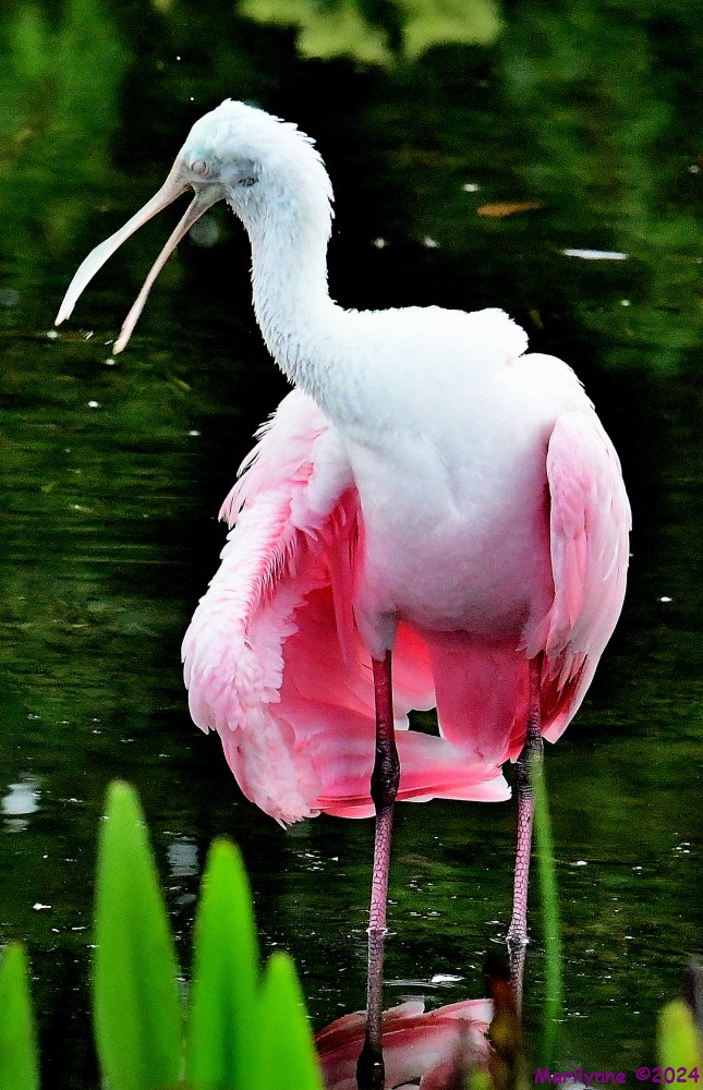 DSC_9907_001.JPG