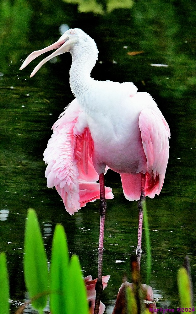 DSC_9910_001.JPG