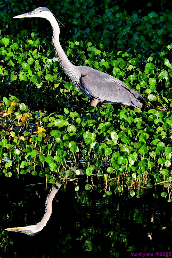 DSC_9910_001.JPG