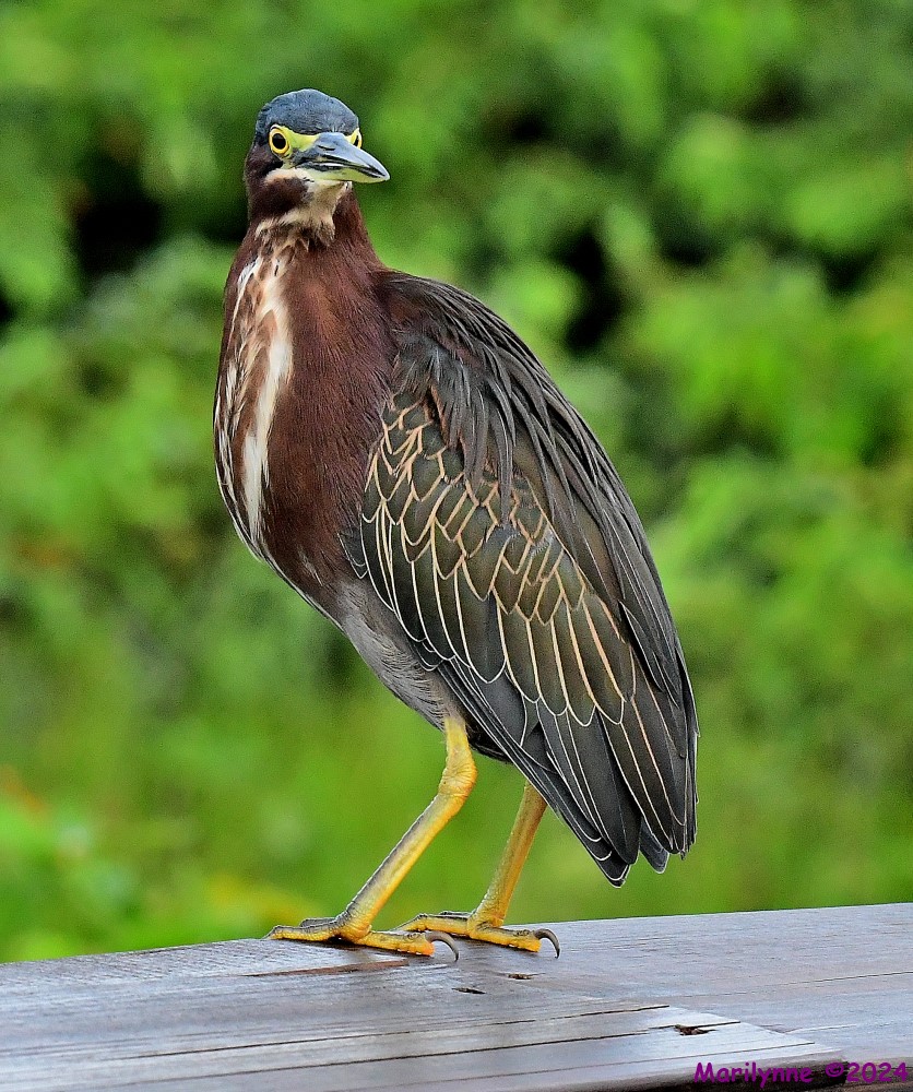 DSC_9911_001.JPG