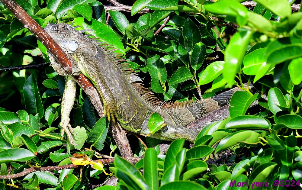 DSC_9915_001.JPG