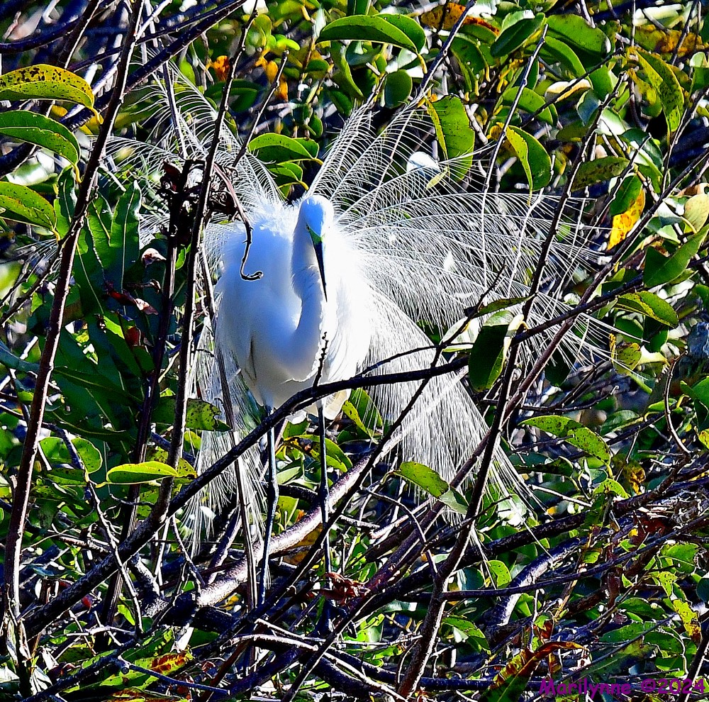 DSC_9921_001.JPG